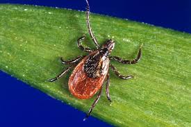 Lyme Disease