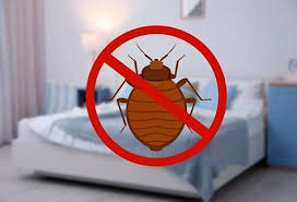 Local Bed Bug Outbreak