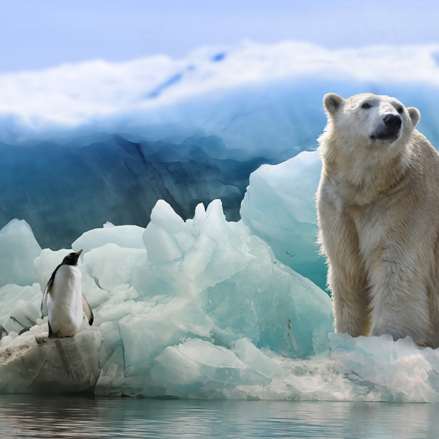 Climate change can affect multiple species of mammals and their ecosystems.