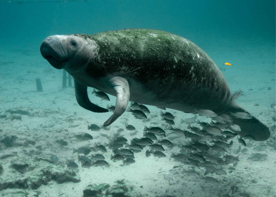 Manatees+affect+many+other+types+of+animals+in+the+ocean.