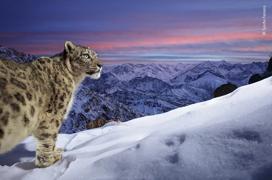 Wildlife Photographer Captures Breathtaking Photo